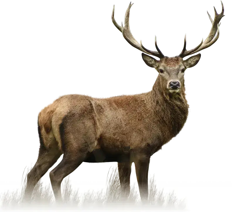 Deer animal