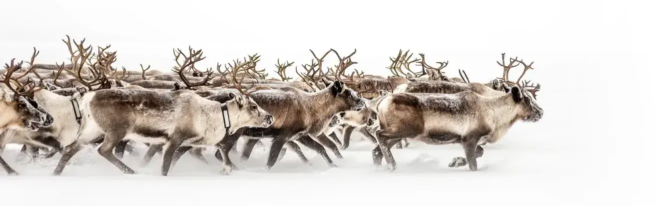 Whitetail deer