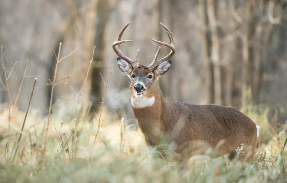 Whitetail Almanac